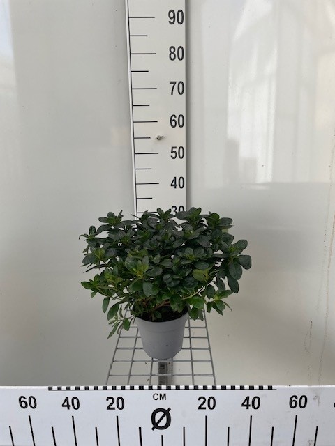Azalea indica vert - a forcer