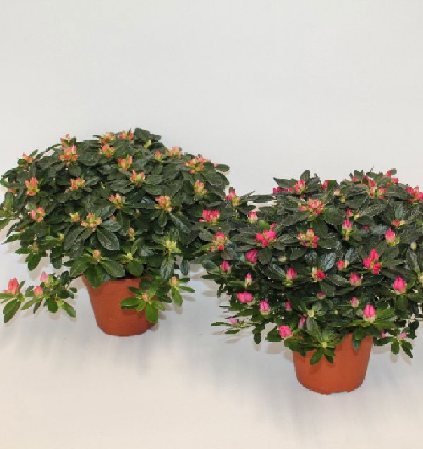 azalea indica fleuris/boutonÉe
