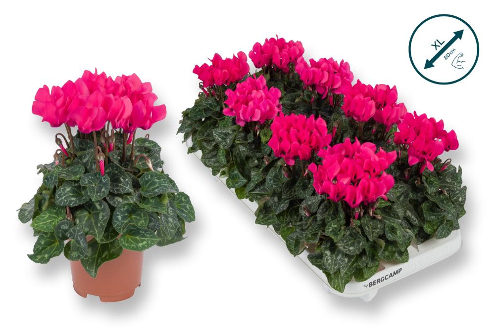 cyclamen