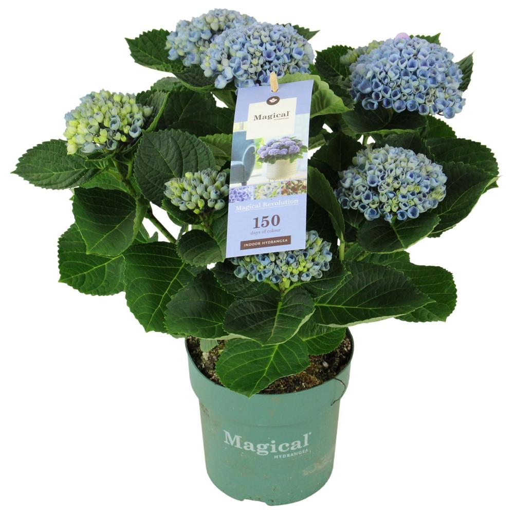 hydrangea