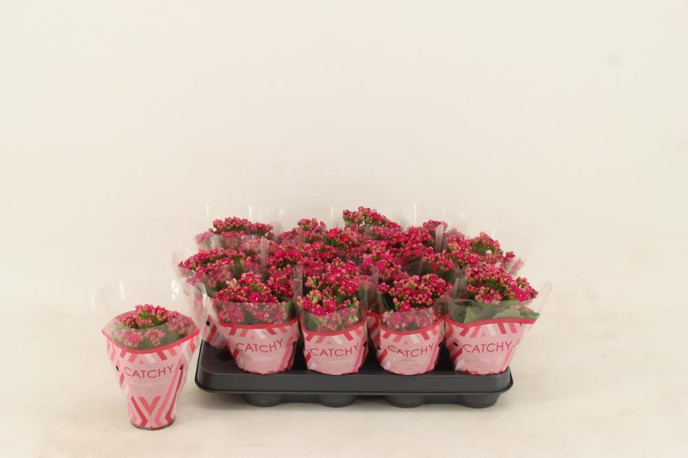 kalanchoe fleurs doubles