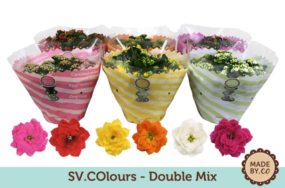 kalanchoe fleurs doubles