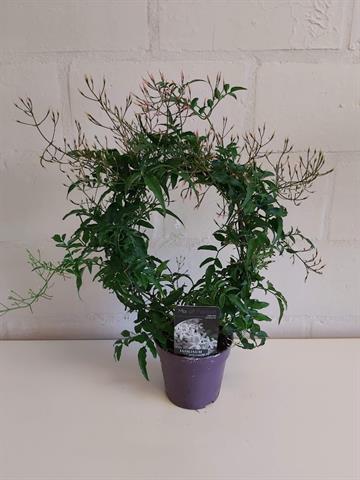 Jasminum polyanthum