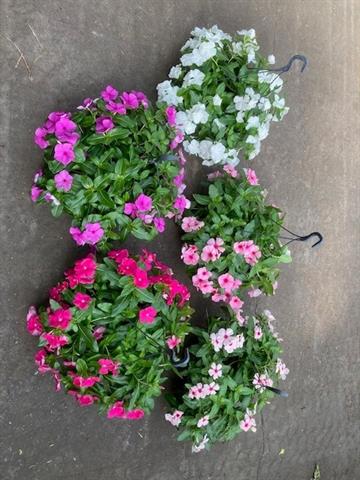 catharanthus