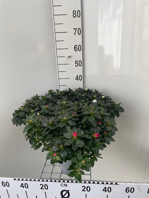 azalea indica fleuris/boutonÉe