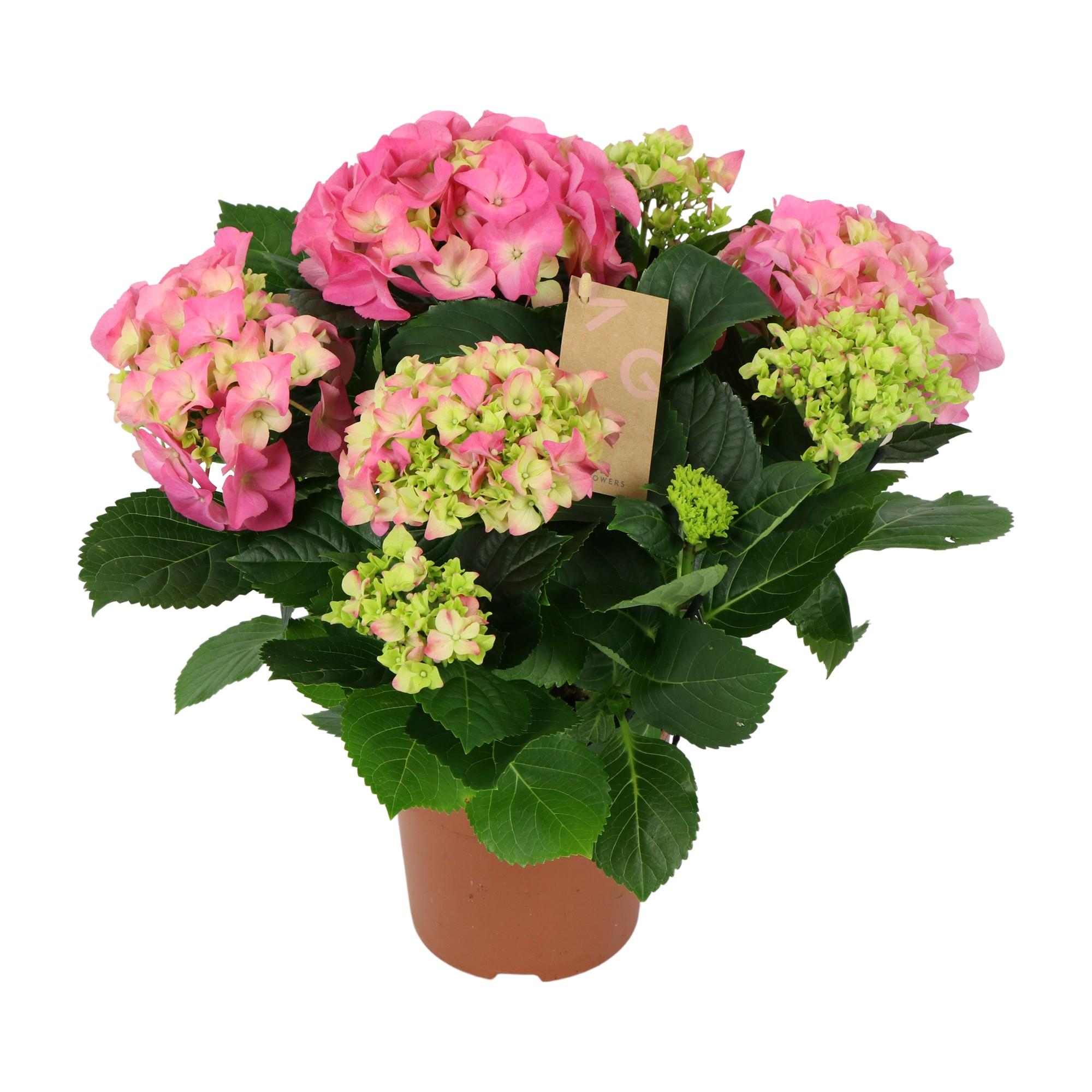 hydrangea