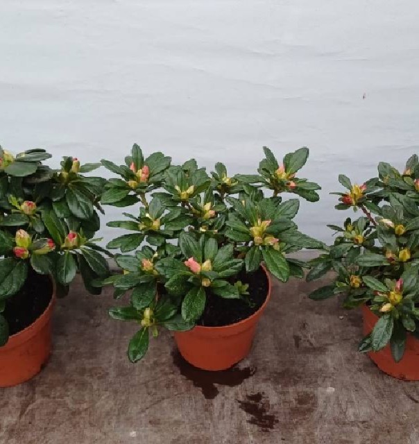 azalea indica fleuris/boutonÉe