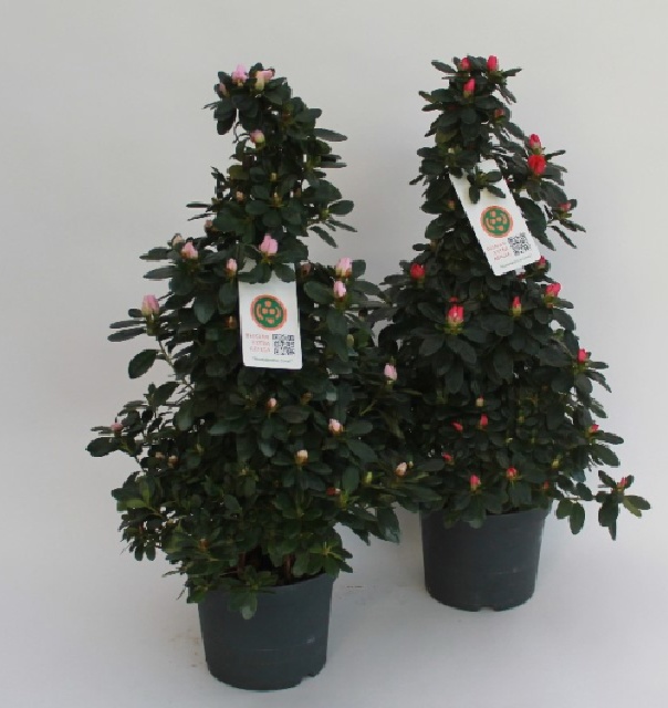 azalea indica fleuris/boutonÉe