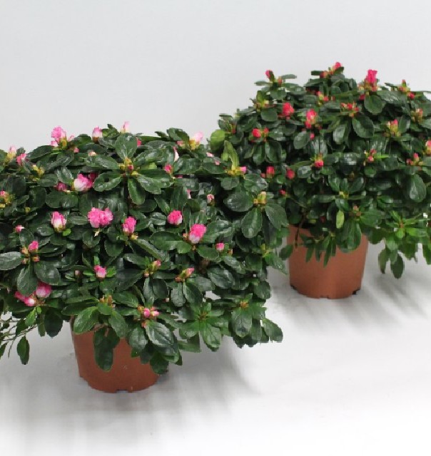 azalea indica fleuris/boutonÉe