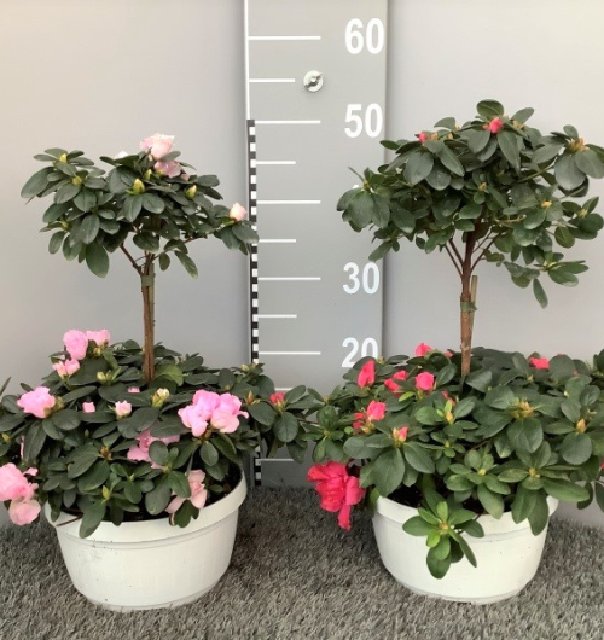 azalea indica fleuris/boutonÉe