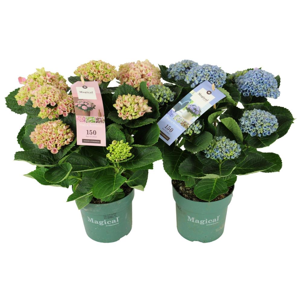 hydrangea