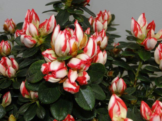 azalea indica fleuris/boutonÉe