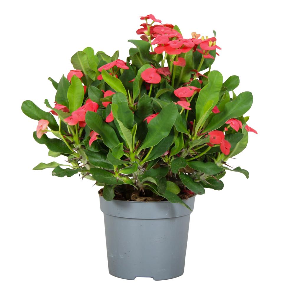 Euphorbia milii