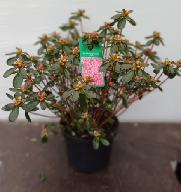 azalea japonica fleuris/boutonÉe