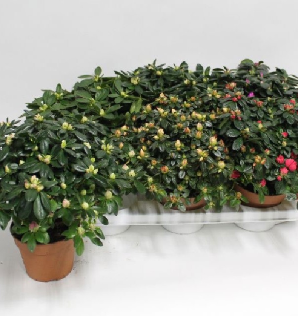 azalea indica fleuris/boutonÉe