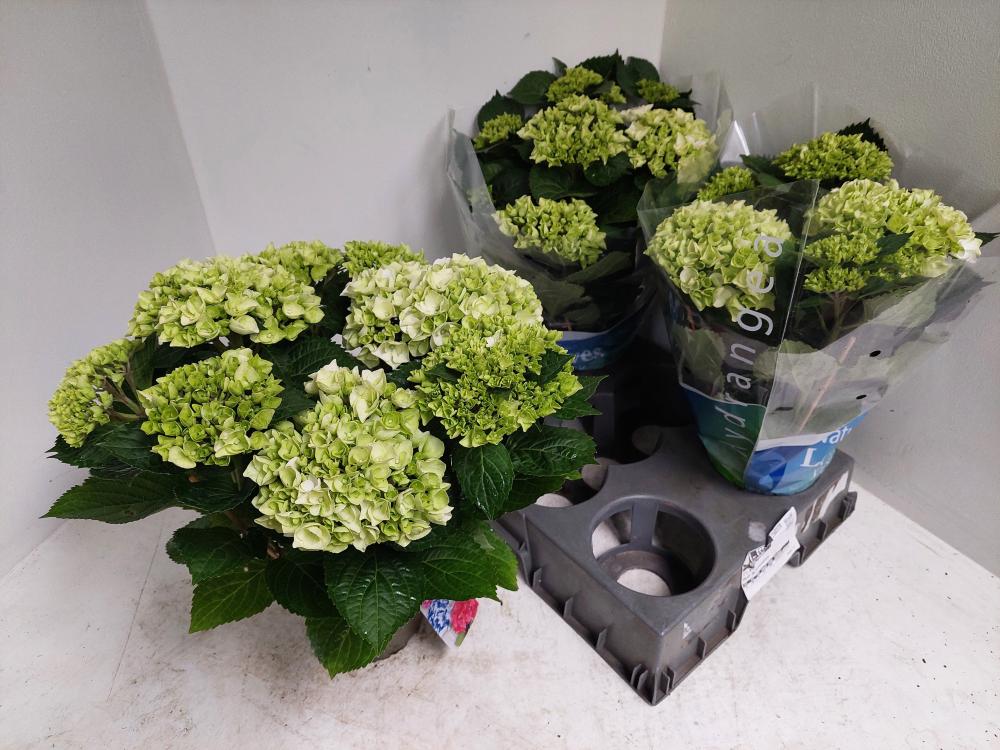 hydrangea