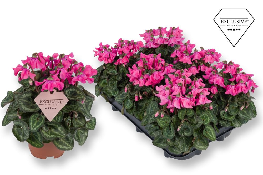 cyclamen