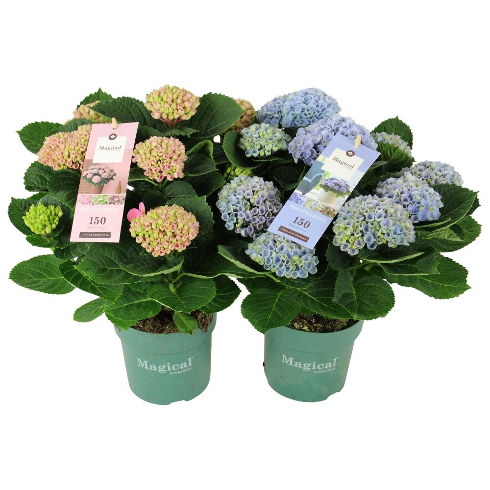 hydrangea