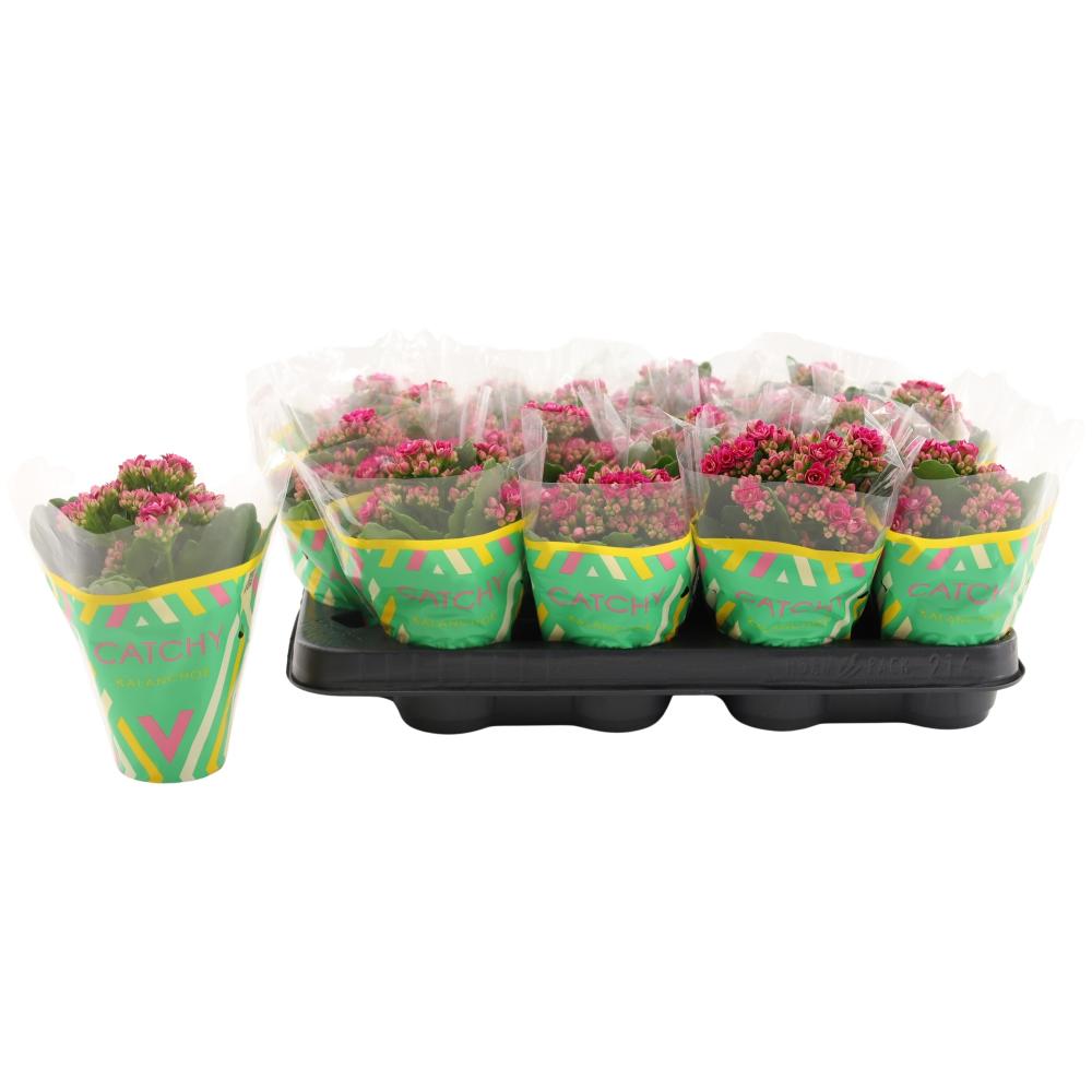 kalanchoe fleurs doubles