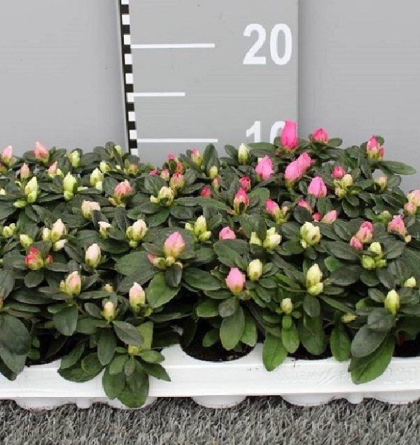 azalea indica fleuris/boutonÉe