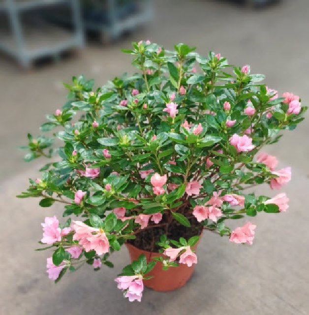 azalea indica fleuris/boutonÉe