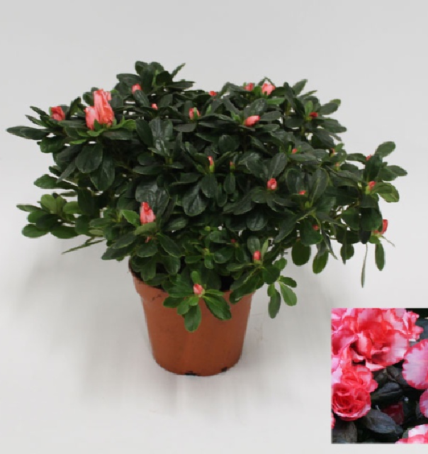 azalea indica fleuris/boutonÉe