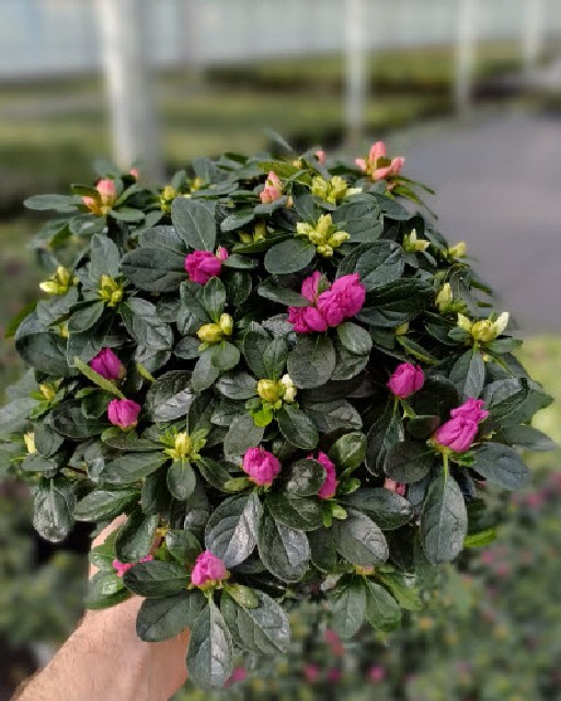 azalea indica fleuris/boutonÉe