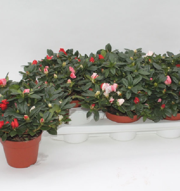 azalea indica fleuris/boutonÉe