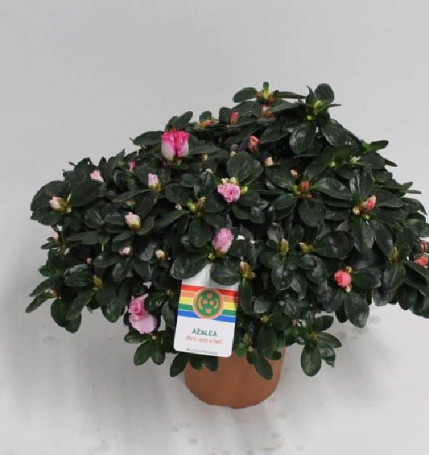 azalea indica fleuris/boutonÉe