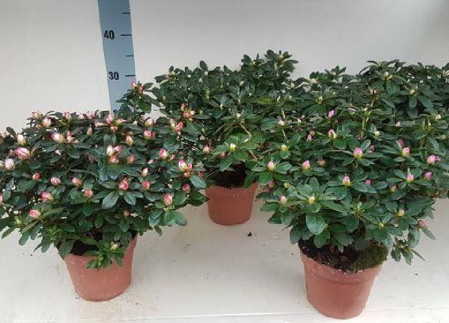 azalea indica fleuris/boutonÉe