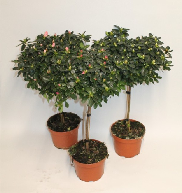 Azalea indica fleuris/boutonÉe