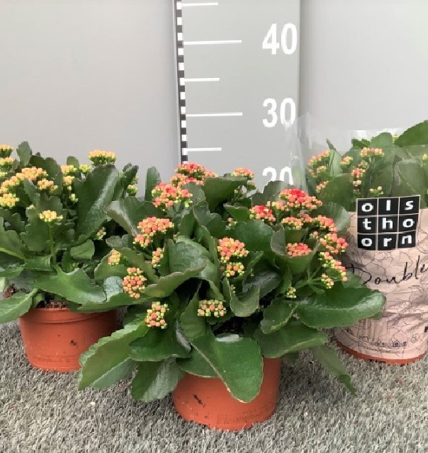 Kalanchoe