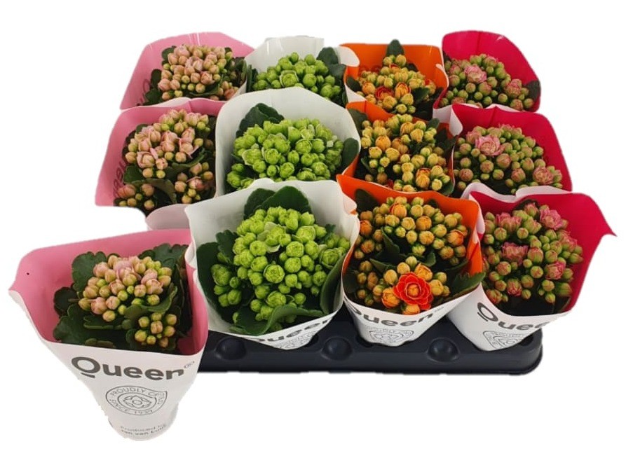 kalanchoe fleurs doubles