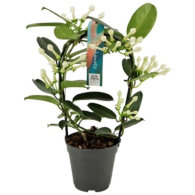 Stephanotis