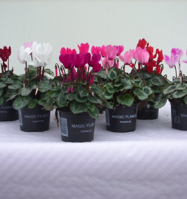 Cyclamen