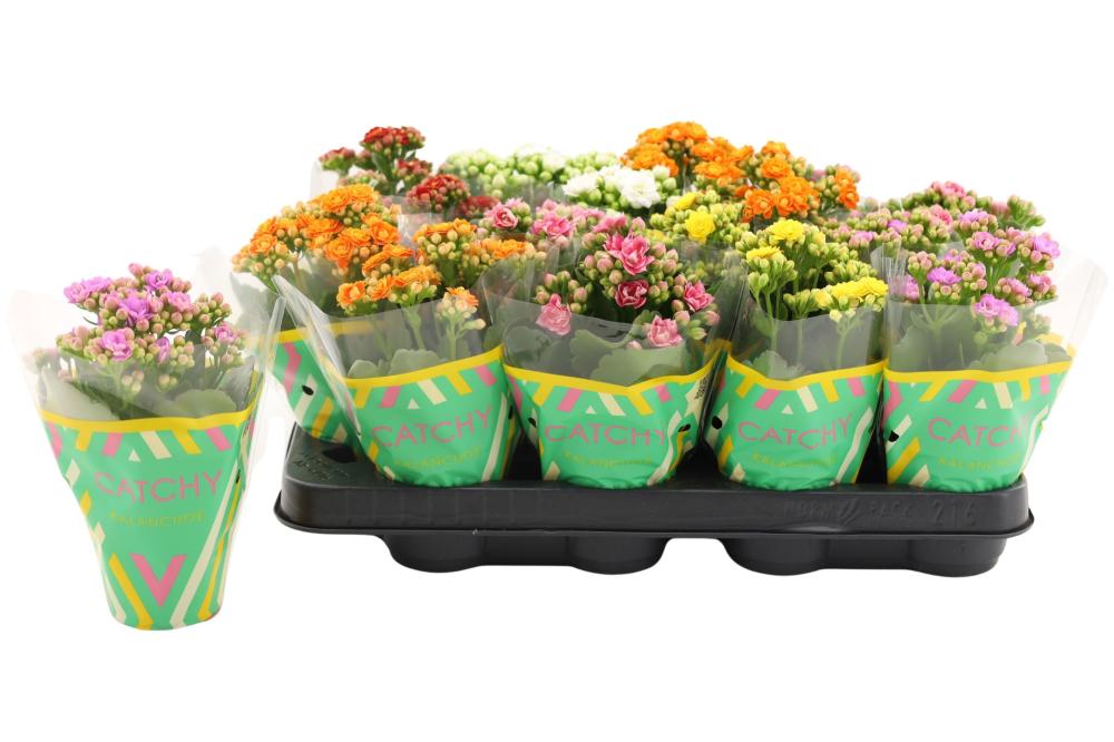 kalanchoe fleurs doubles