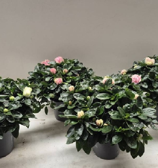 azalea indica fleuris/boutonÉe