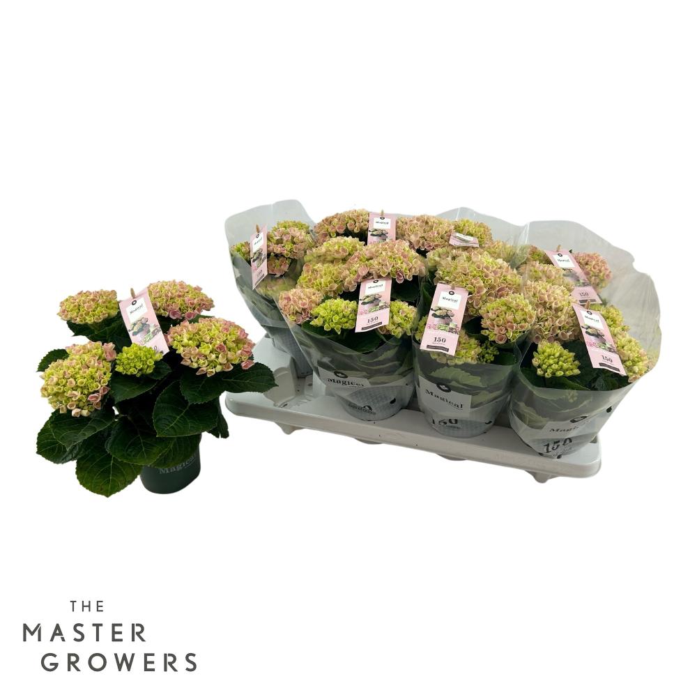 hydrangea