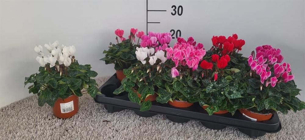 plantes fleuries