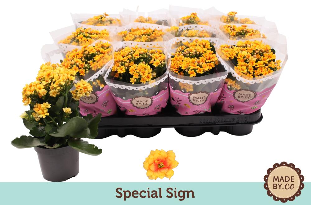 kalanchoe fleurs doubles