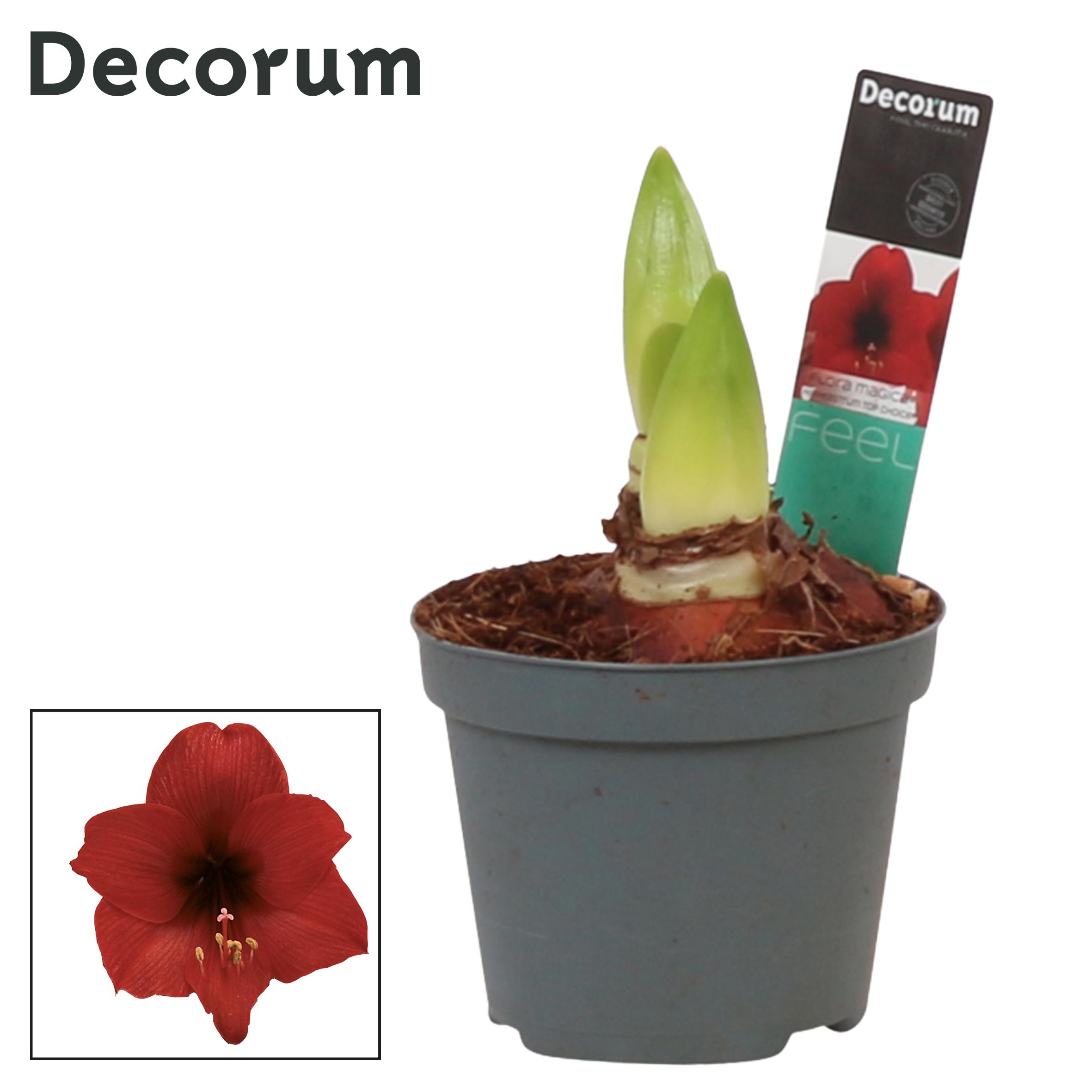 amaryllis-hippeastrum
