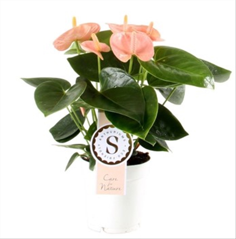 plantes fleuries