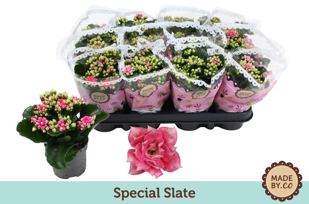 kalanchoe fleurs doubles