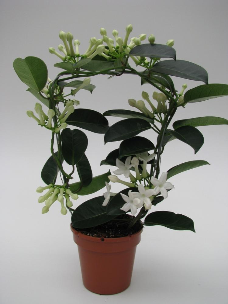 Stephanotis