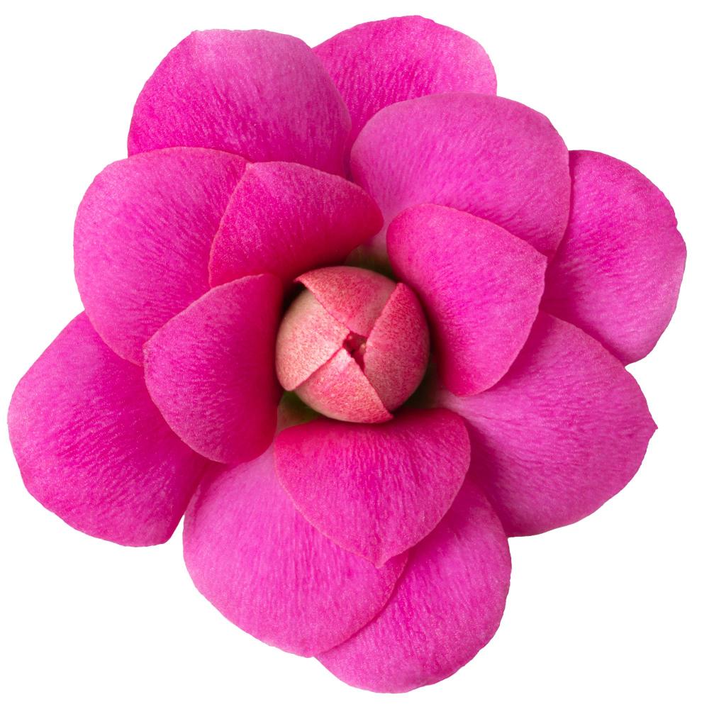 kalanchoe fleurs doubles