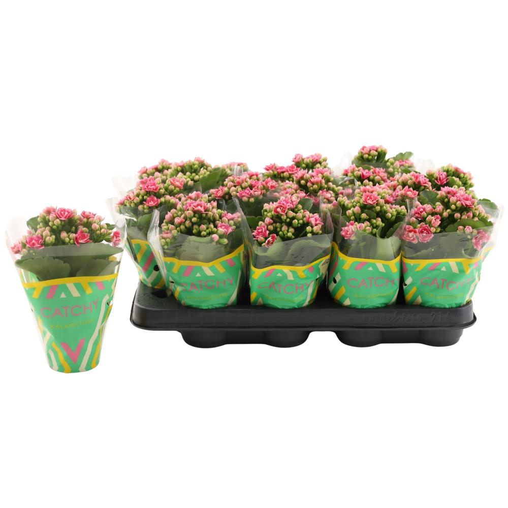 kalanchoe fleurs doubles
