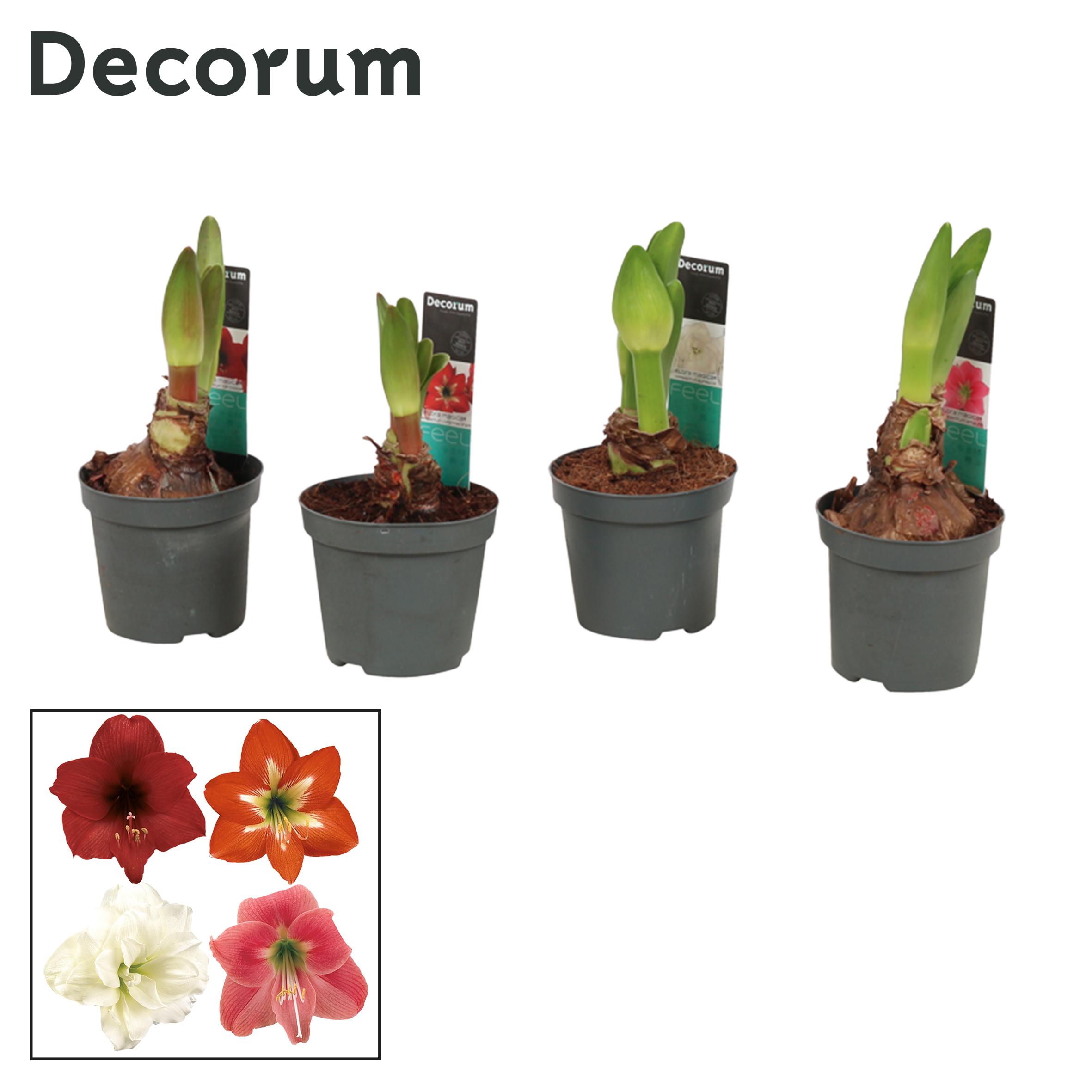 amaryllis-hippeastrum