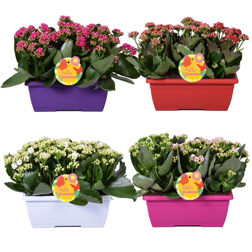 kalanchoe fleurs doubles