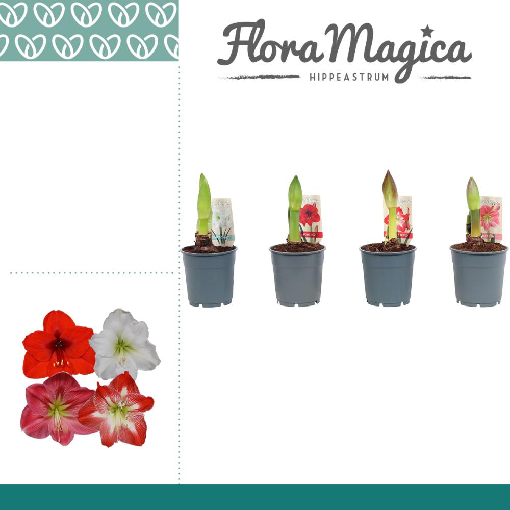 amaryllis-hippeastrum
