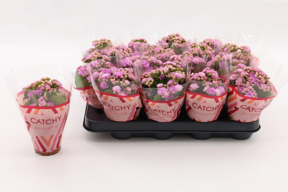 kalanchoe fleurs doubles